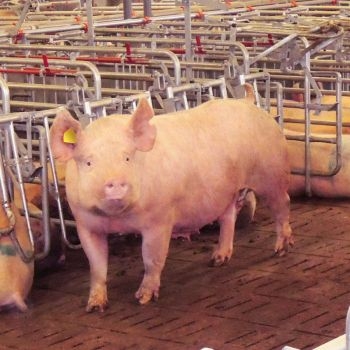 Оптимізація годівлі свиноматок протягом перехідного періоду