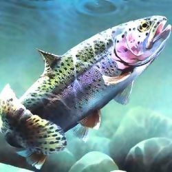 Новини: кислоти в годівлі риб
